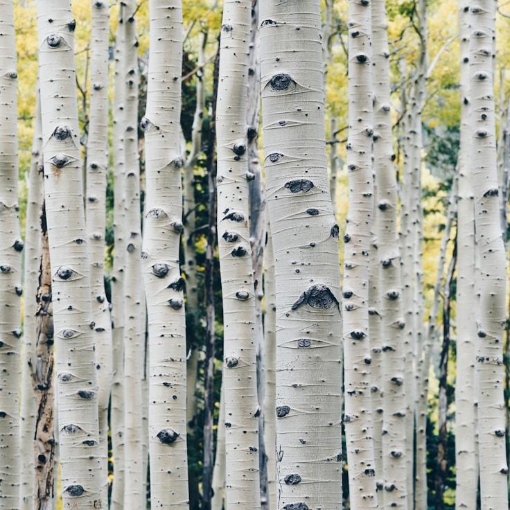 Low-impact nature route